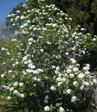 Viburnum carlesii - Koreanspice Viburnum (@ Tyler Arb)