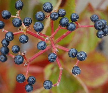 Viburnum dentatum Blue Muffin ('Christom') 