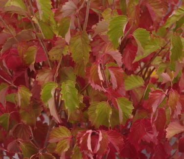 Viburnum dentatum Blue Muffin