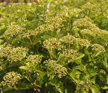  Viburnum dentatum Chicago Lustre