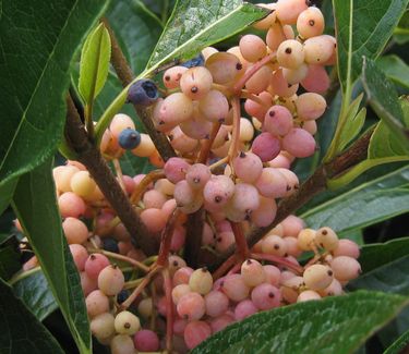 Viburnum nudum Brandywine™ ('Bulk') - Smooth Witherod 