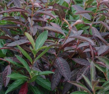 Viburnum nudum Brandywine™ - Smooth Witherod (Fall color)