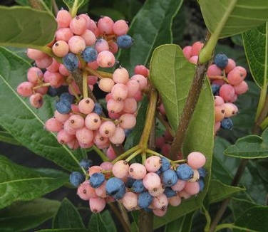 Viburnum nudum Brandywine™