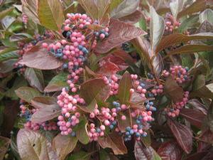 Viburnum nudum Winterthur