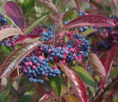 Viburnum nudum Brandywine™ - Smooth Witherod (Fall color)