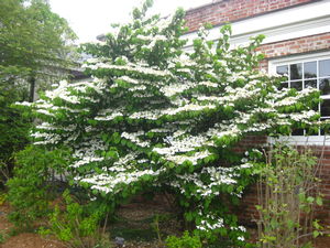 Viburnum plicatum tom. Shasta (@ Wave Hill)