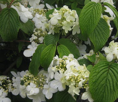 Viburnum plicatum tomentosum 'Shasta' 