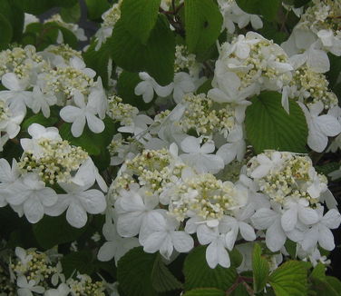 Viburnum plicatum tom. Shasta