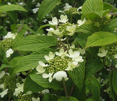 Viburnum plicatum tom. Shasta - Doublefile Viburnum