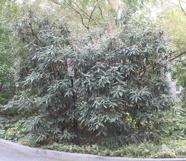 Viburnum rhytidophyllum Green Trump