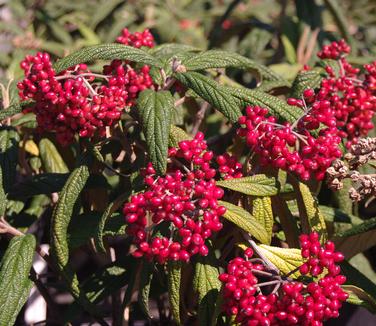 Viburnum rhytidophyllum Green Trump