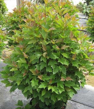 Viburnum trilobum Bailey Compact