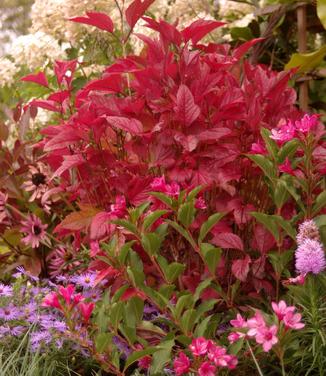 Viburnum trilobum 'Bailey Compact' 