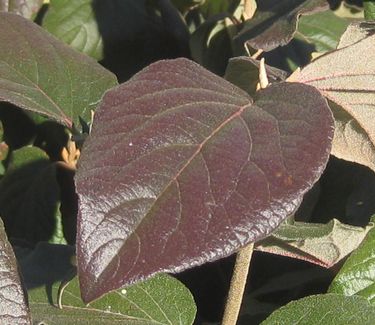 Viburnum x 'Cayuga' (Fall color)