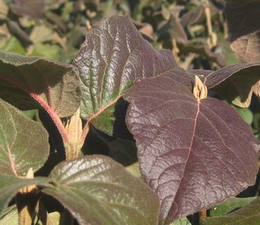 Viburnum x 'Cayuga' (Fall color)