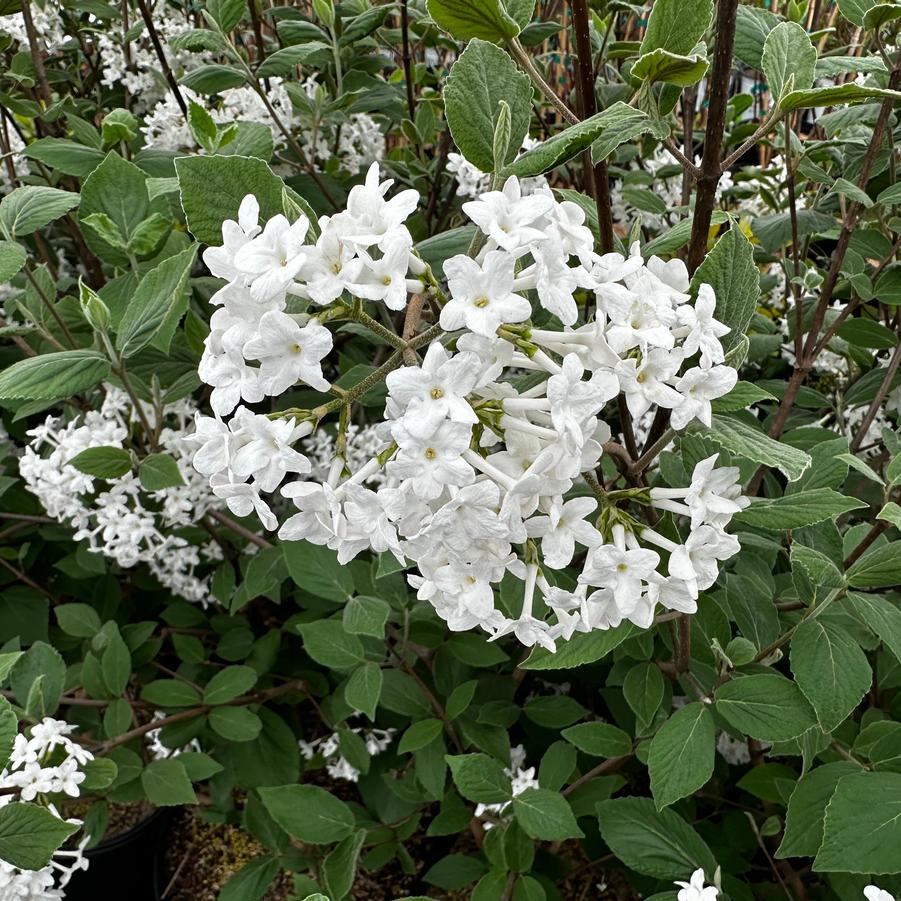 Viburnum x juddii 