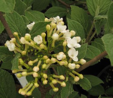 Viburnum x juddii