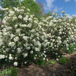 Viburnum x Nantucket