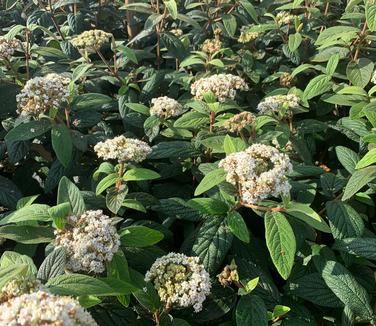 Viburnum x rhytidophylloides 'Dart's Duke'