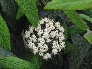 Viburnum x rhytidophylloides Dart's Duke (fall color)