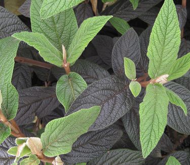 Viburnum x rhytidophylloides 'Dart's Duke'