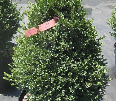 Buxus x 'Green Mountain' - Little Leaf Boxwood