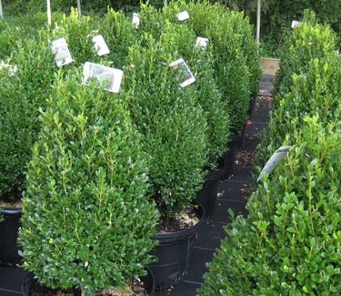 Buxus x Green Mountain