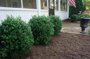 Buxus NewGen™ Freedom®