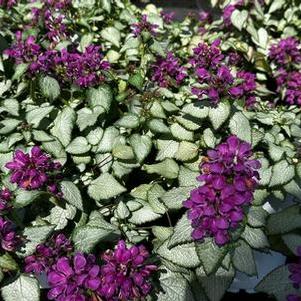 Lamium maculatum Beacon Silver