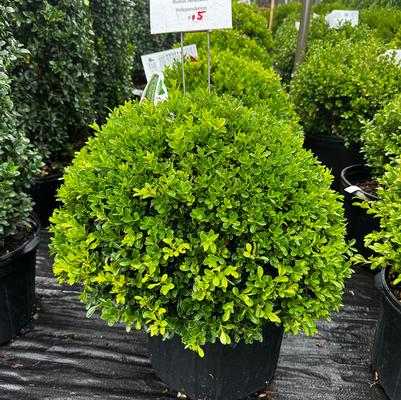 Buxus NewGen™ Independence®