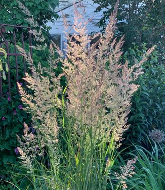 Calamagrostis x acutiflora Karl Foerster - Feather Reed Grass 