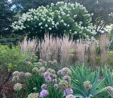 Calamagrostis x acutiflora Karl Foerster 