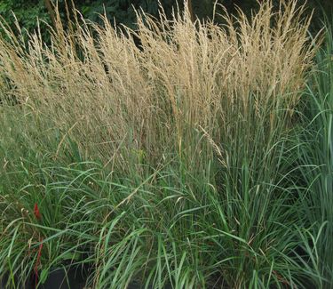 Calamagrostis x acutiflora 'Karl Foerster