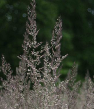 Calamagrostis x acutiflora Karl Foerster