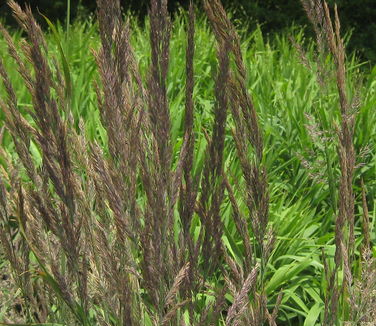 Calamagrostis x acutiflora Karl Foerster