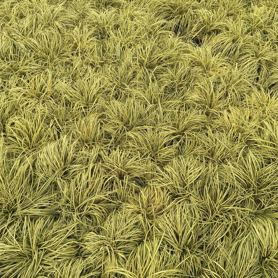 Carex oshimensis 'Evergold' 