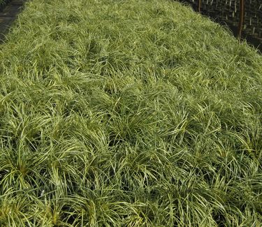 Carex oshimensis Evergold 