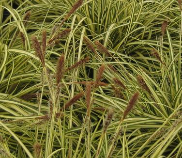 Carex oshimensis Evergold