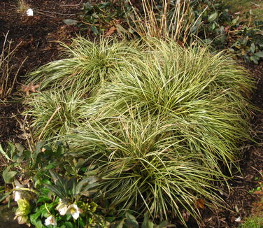 Carex oshimensis 'Evergold' (in PRN landscape)