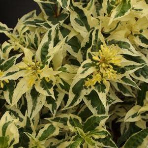Southern Bush-honeysuckle