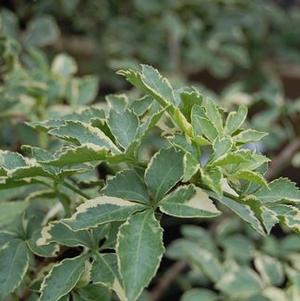 Variegated Aralia