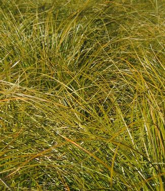 Carex testacea Prairie Fire (fall)