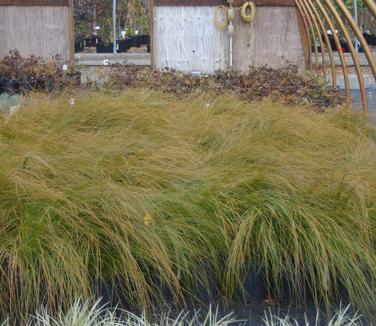 Carex testacea 'Prairie Fire'