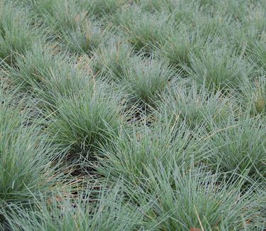 Festuca glauca 'Elijah Blue' 