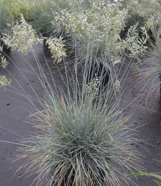 Festuca glauca Elijah Blue 