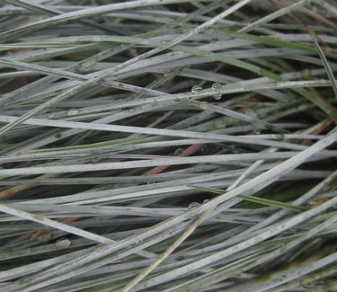 Festuca glauca 'Elijah Blue'