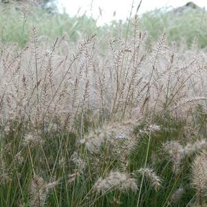 Pennisetum alopecuroides Piglet