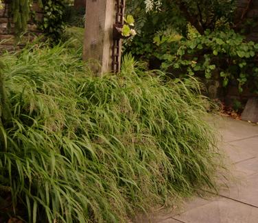 Hakonechloa macra (Chanticleer)