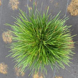 Deschampsia cespitosa Goldtau