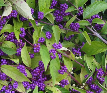 Callicarpa dichotoma Early Amethyst